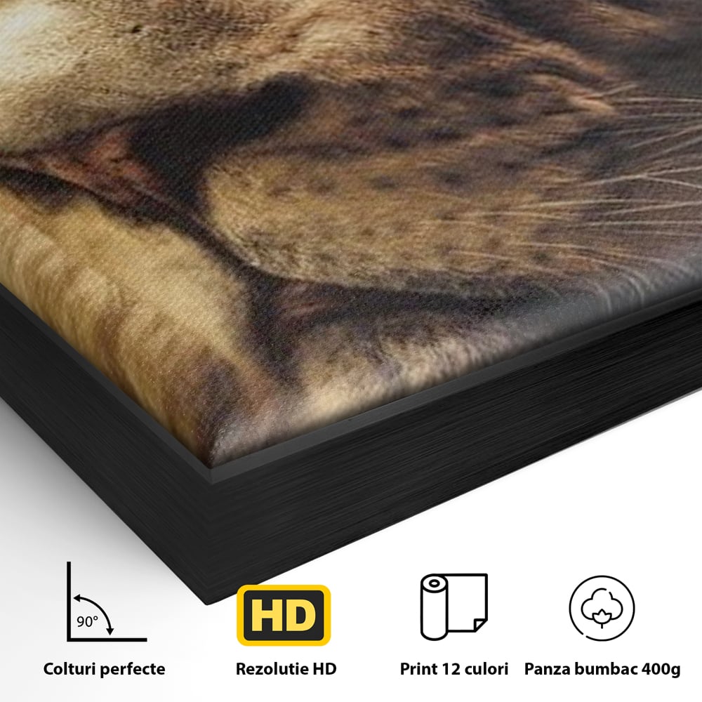 Detaliu al suprafetei: tablou canvas cu chip de leu, in rama de aluminiu negru